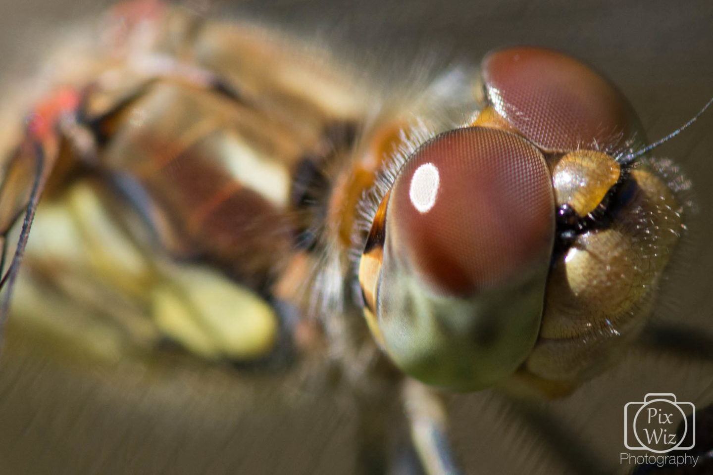 Dragonfly Eye Up Close