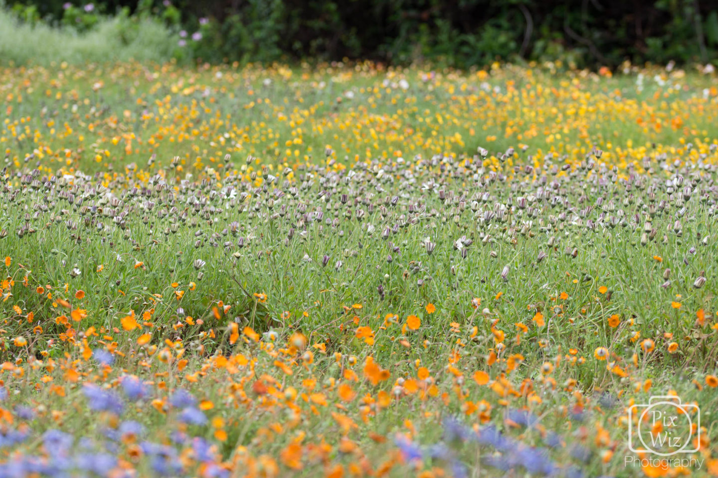 South African Flowers