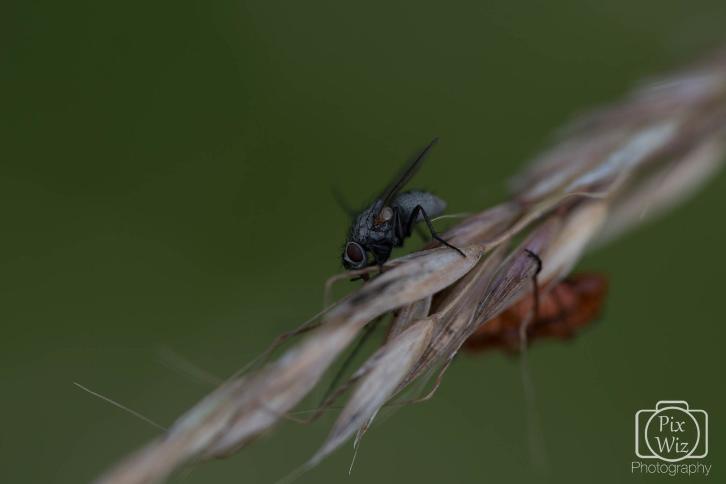 Macro Fly