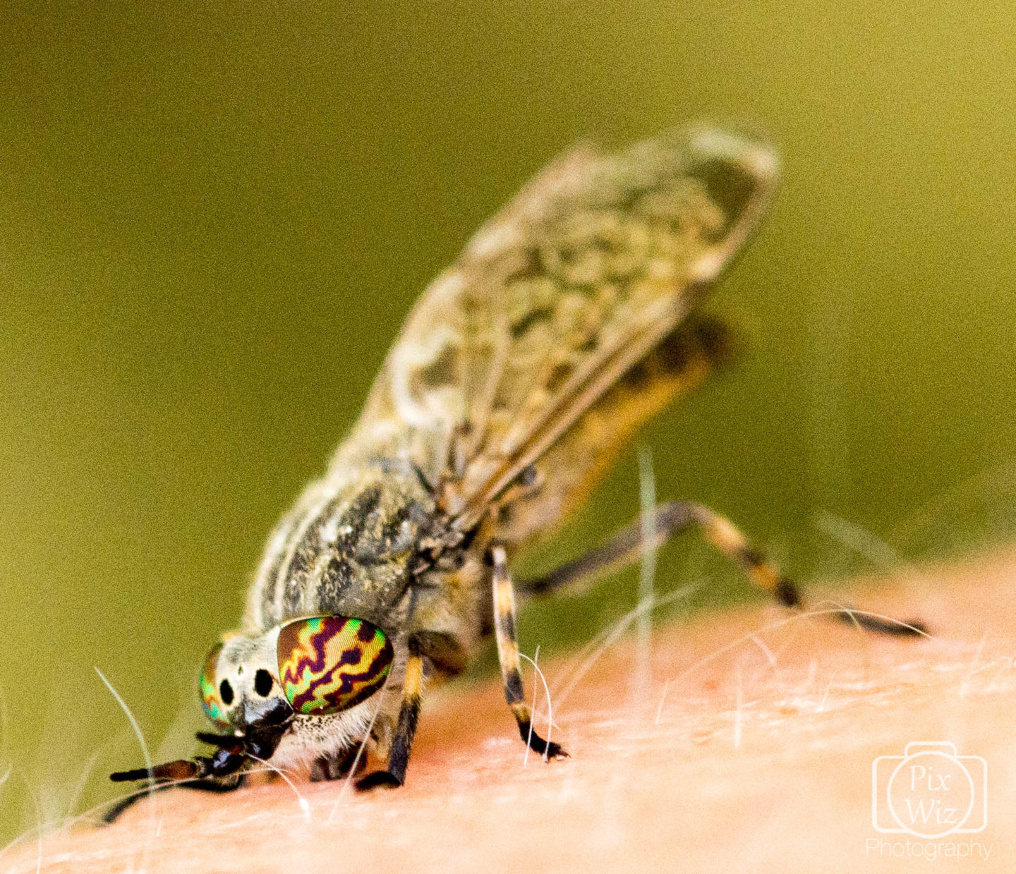 Female common horsefly, cleg or notch-horned cleg-fly (Haematopota pluvialis) drinking human blood.