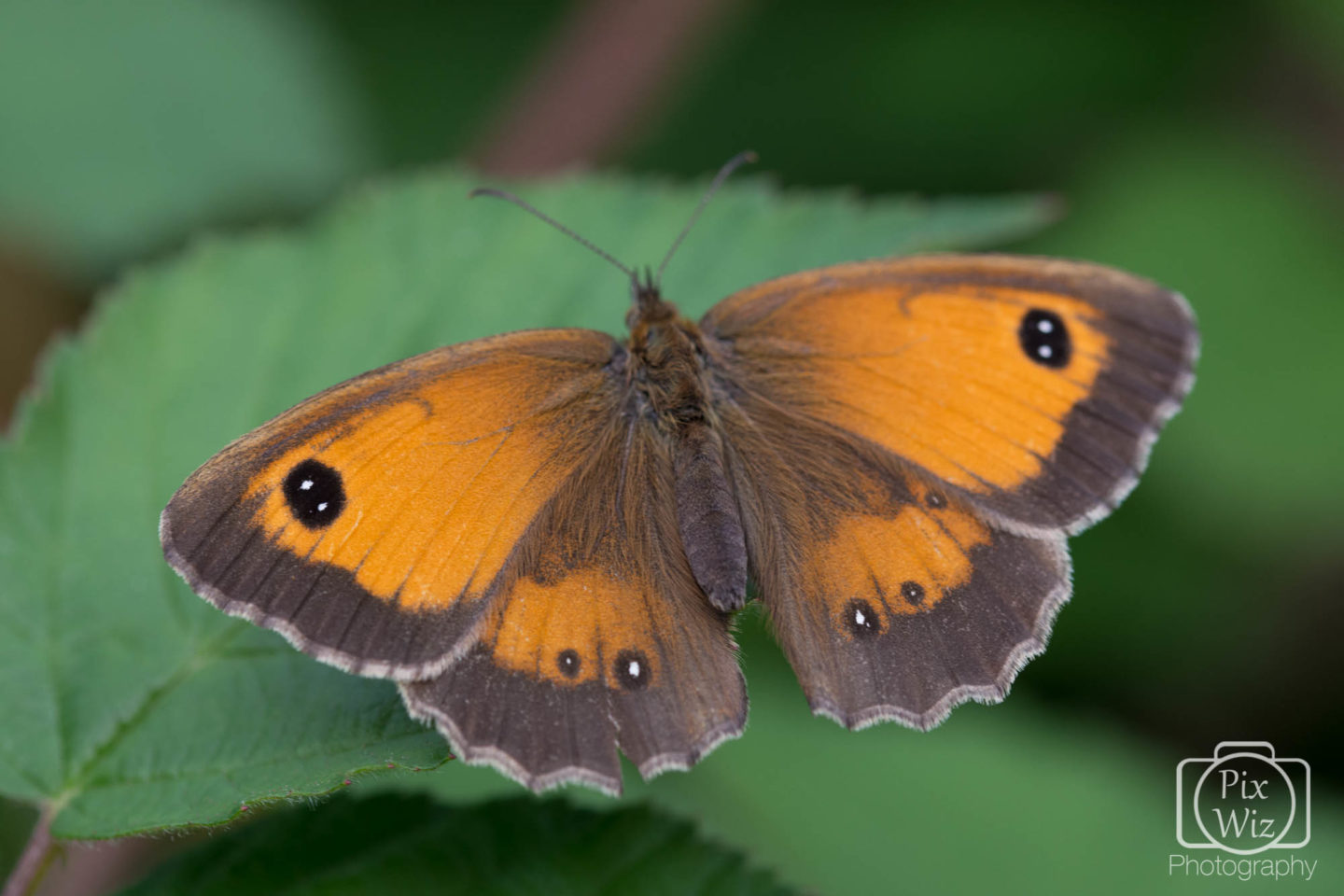Gatekeeper Butterfly