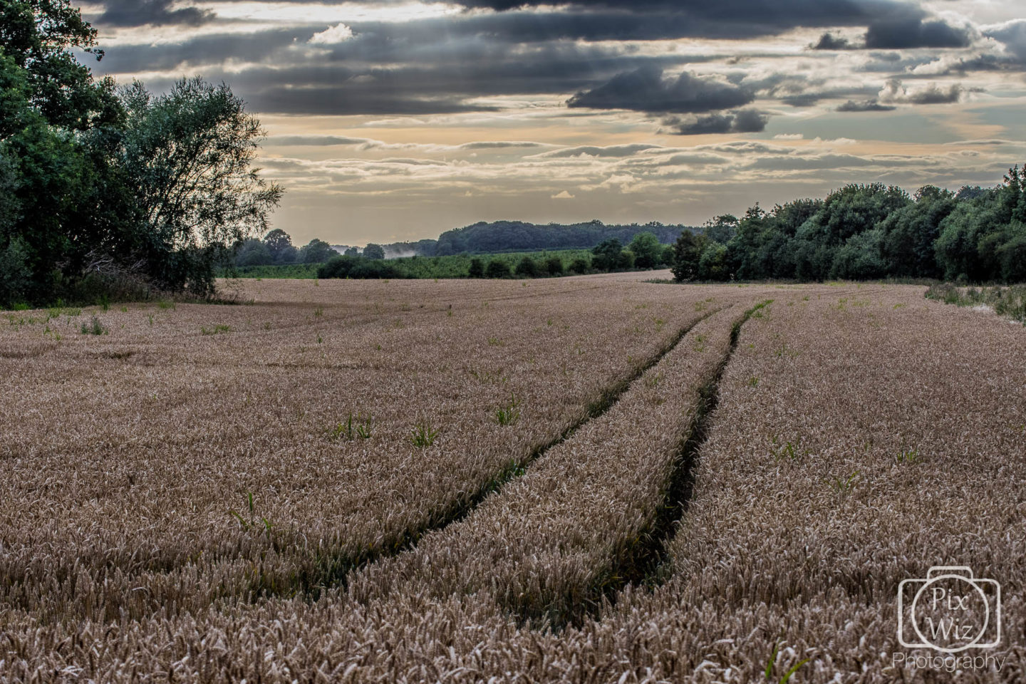 Wheat field