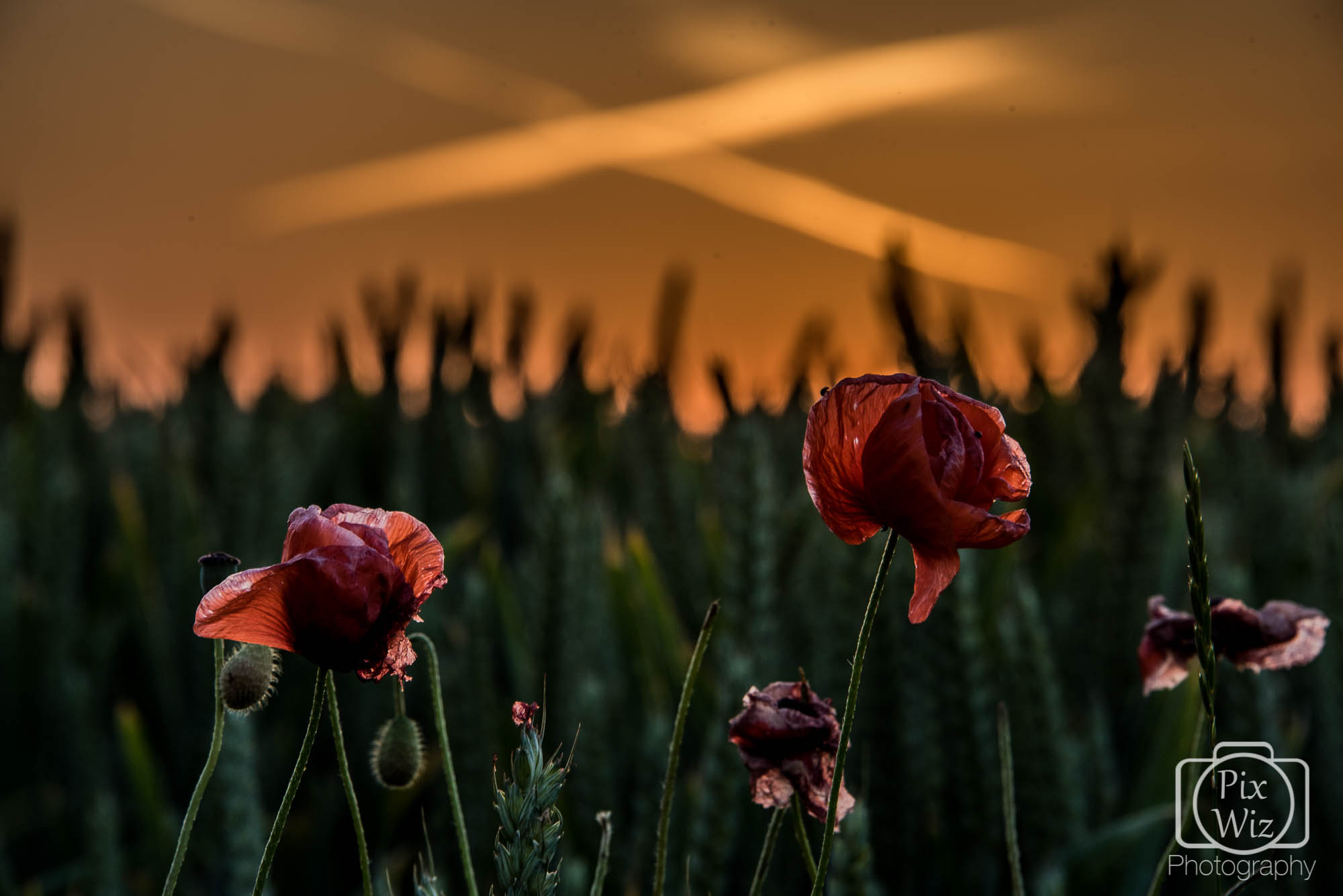 Poppies on the edge of a wheat field at sunset