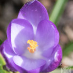 A Crocus flower up close and personal!