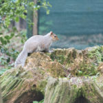 Grey Squirrel in Sheringham Park