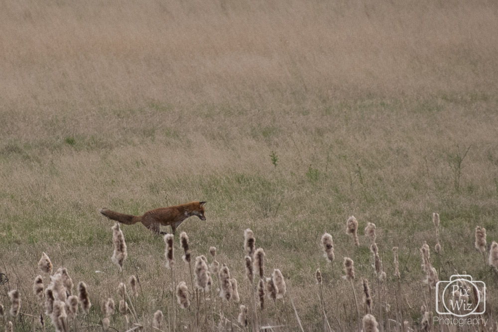Fox among the wildlife – pix wiz