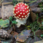 Baby Red Fly Agaric Mushroom with white spots