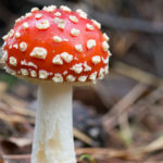 Baby Red Fly Agaric Mushroom with white spots