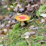 Shiny Mushroom