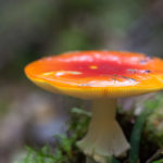 Shiny Mushroom