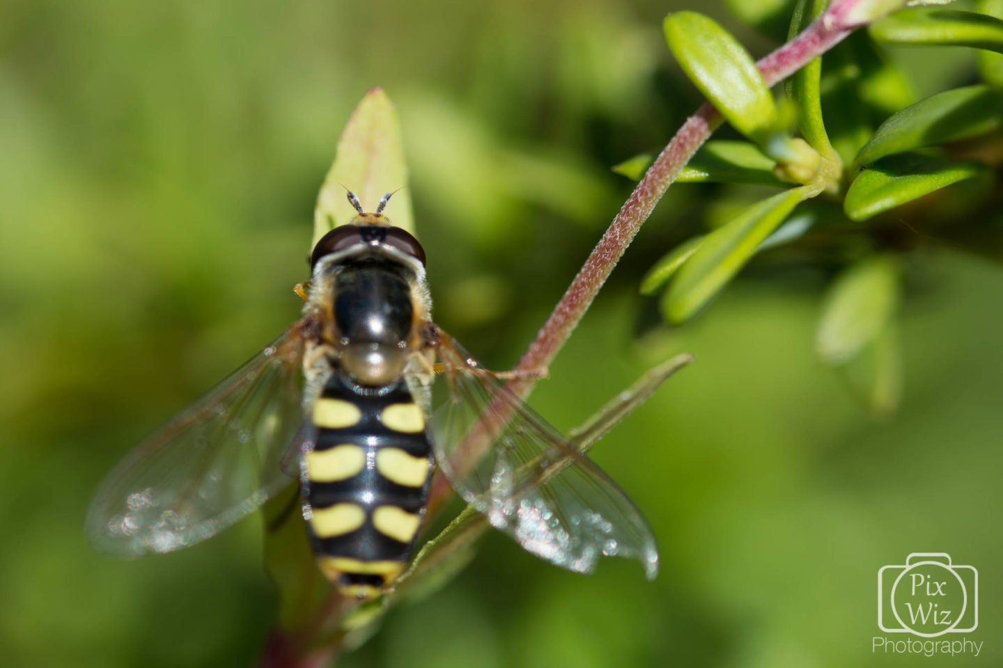 Hoverfly