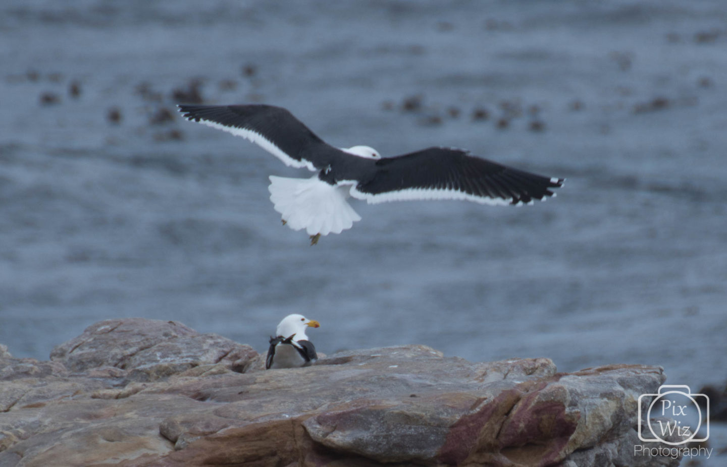 Kelp Gulls, South Africa