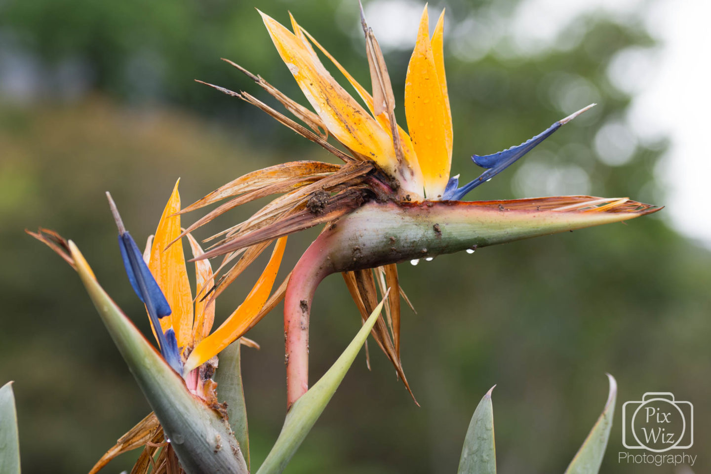 Strelitzia, Crane Flower, or Bird of Paradise.