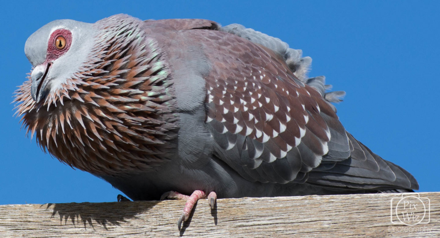 Puffed up pigeon