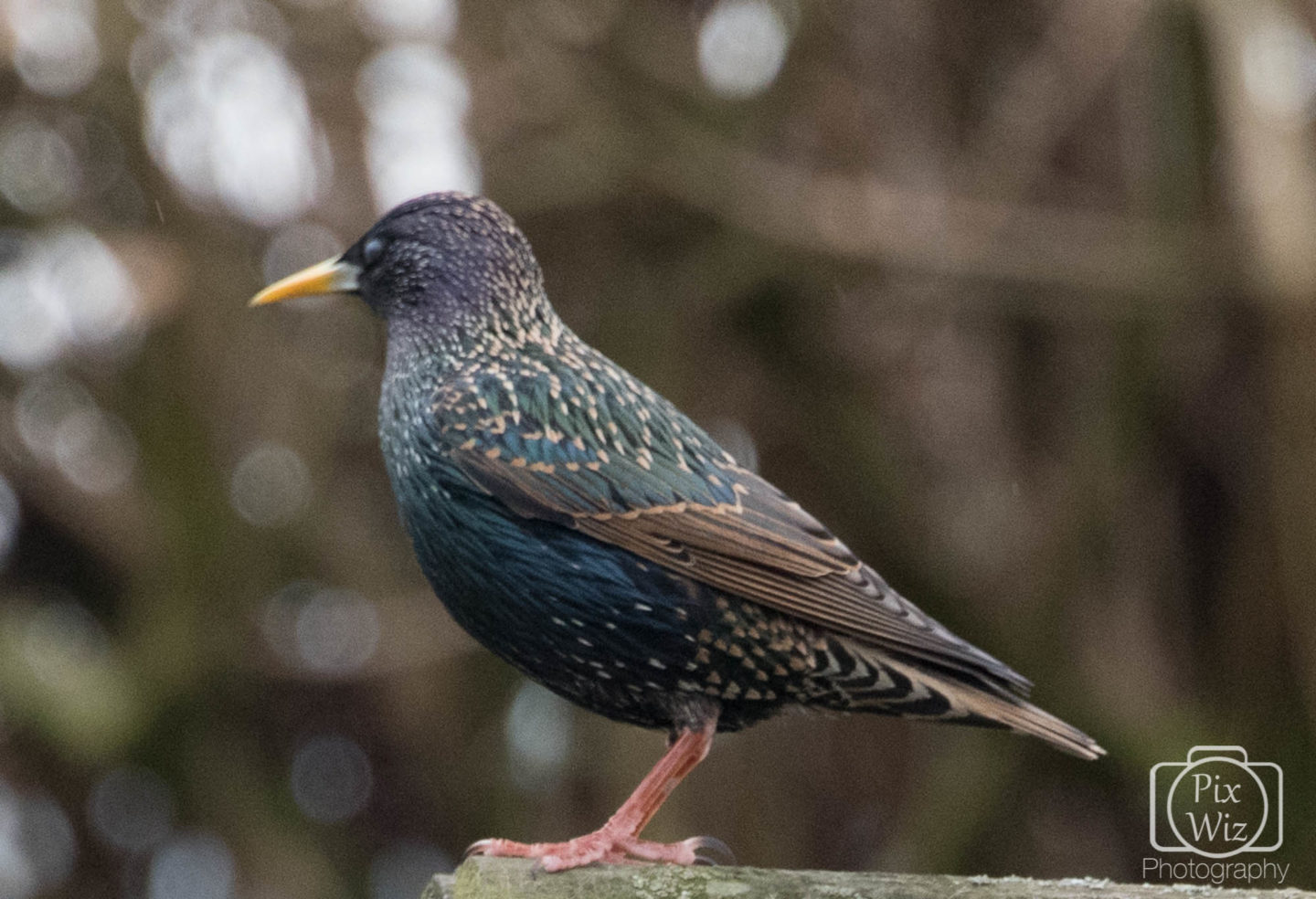 Starling