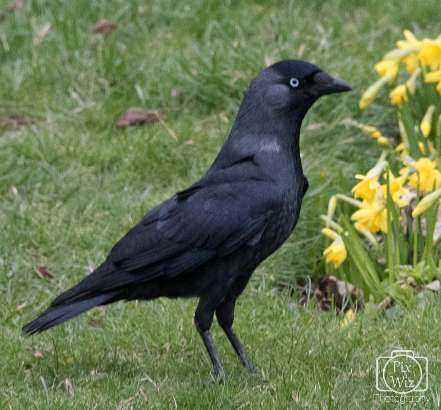 Jackdaw