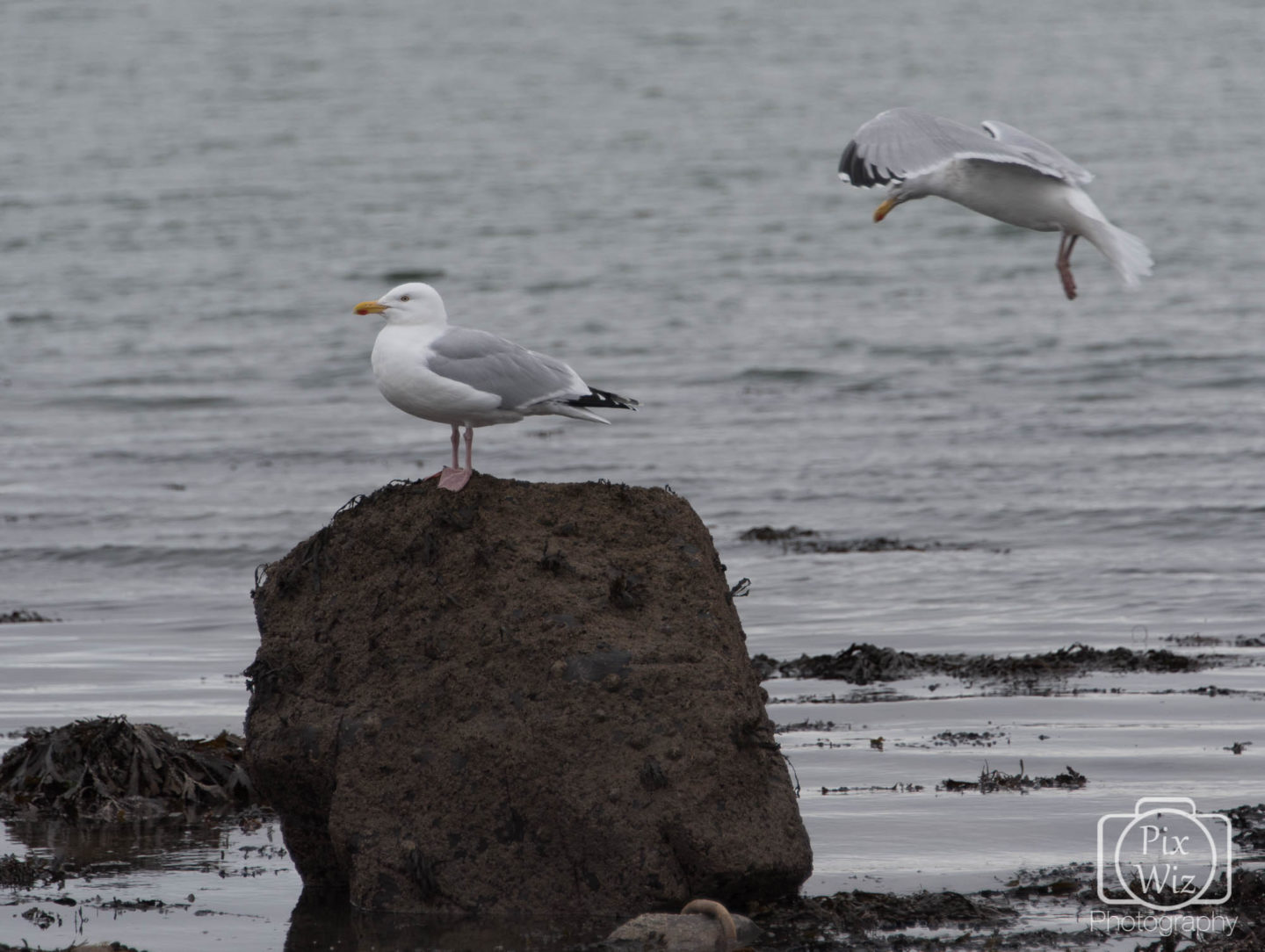 Gulls