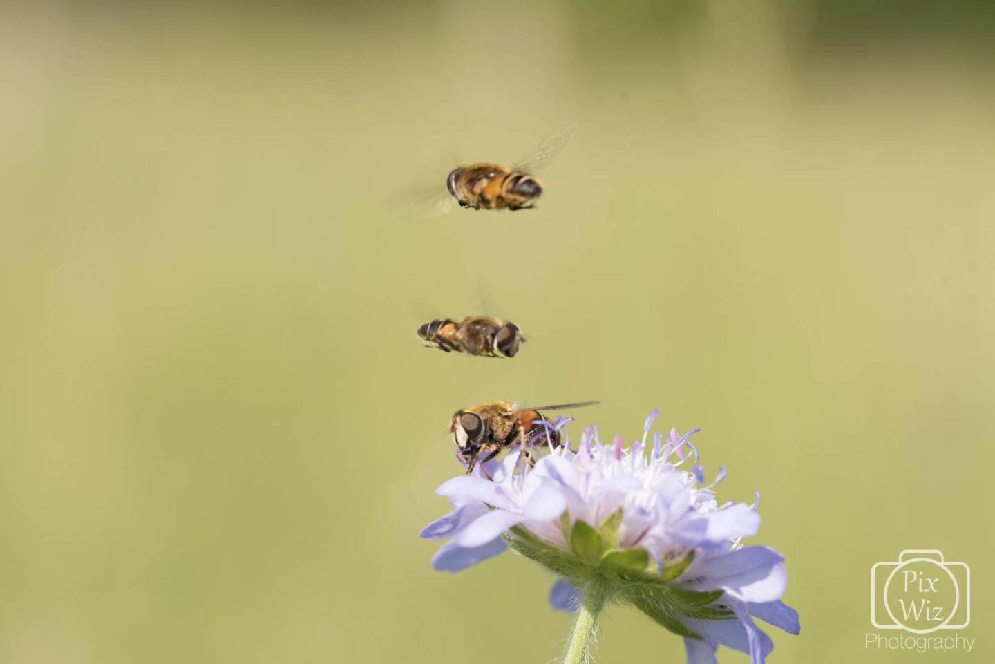 Hoverflies