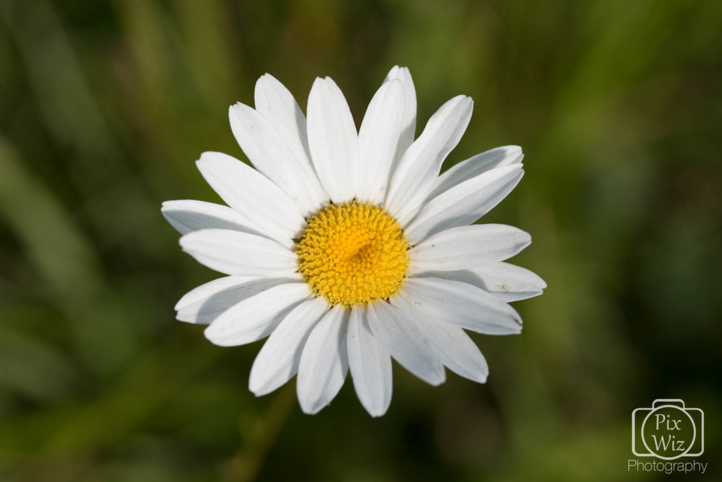 Giant Daisy