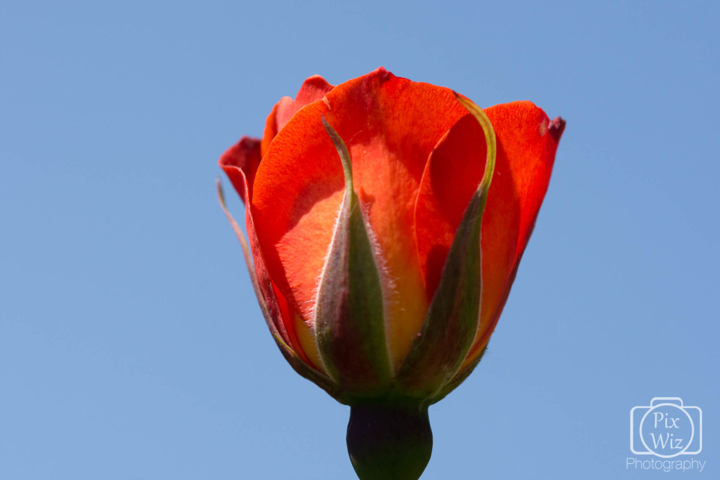 Red rose bud