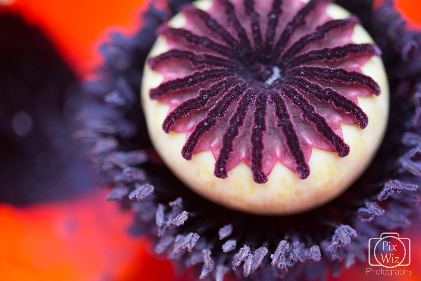 Ornamental Poppy Macro Shot