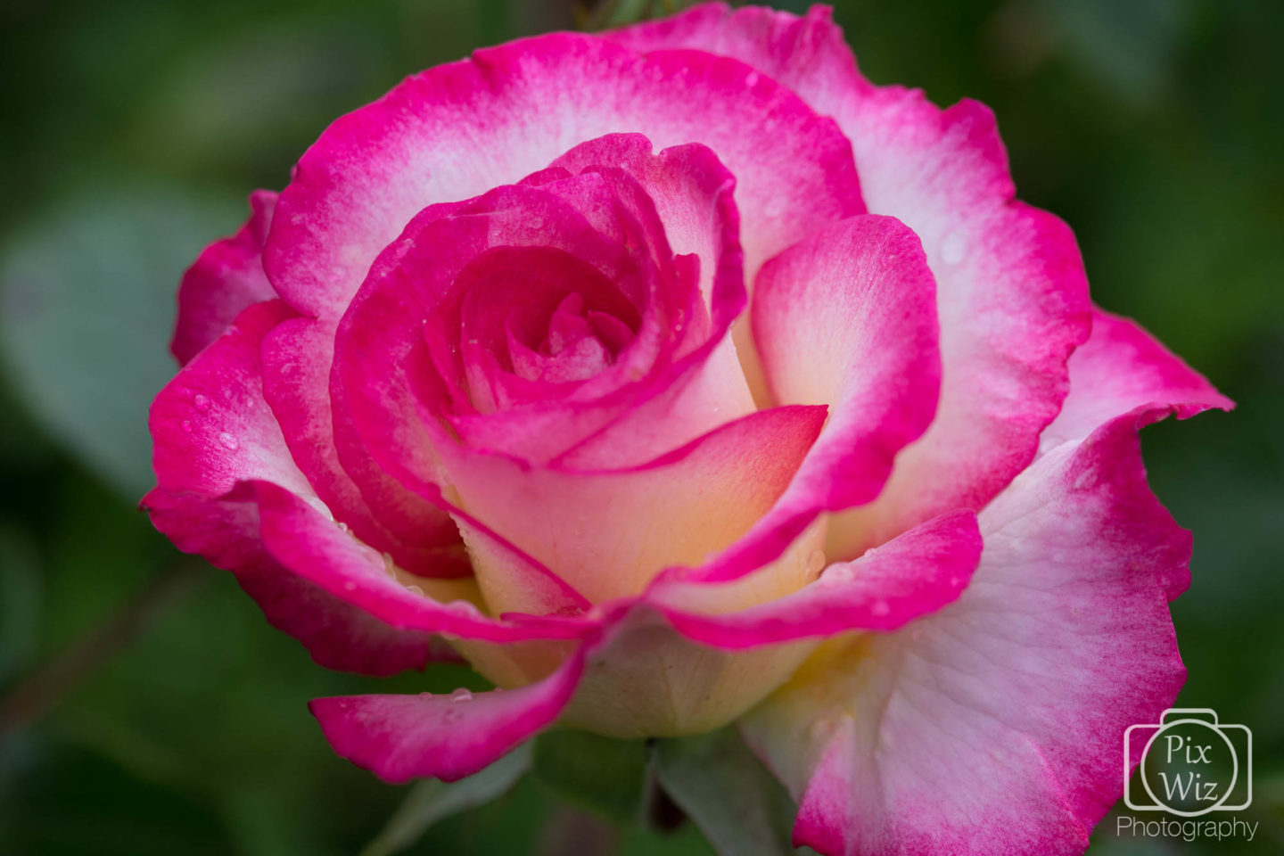 Pink & White Rose