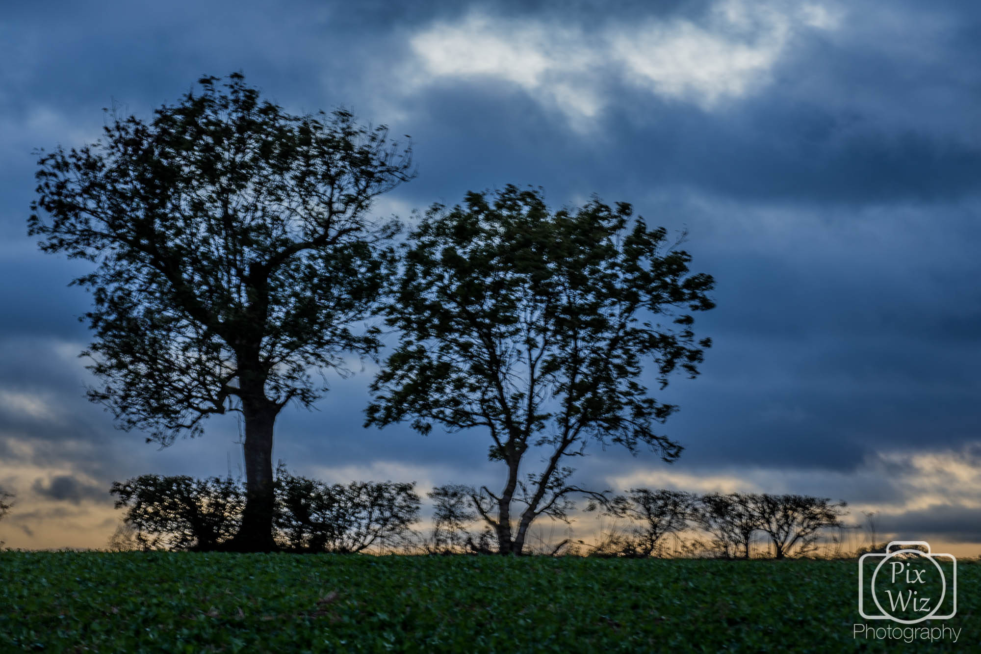 Silhouetted Trees