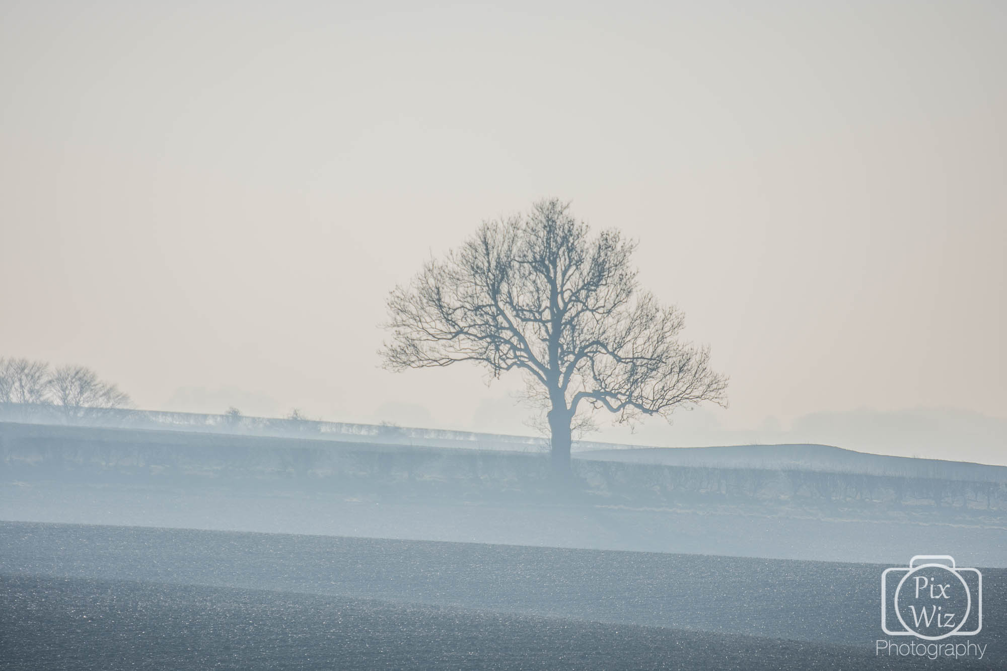 Misty Tree