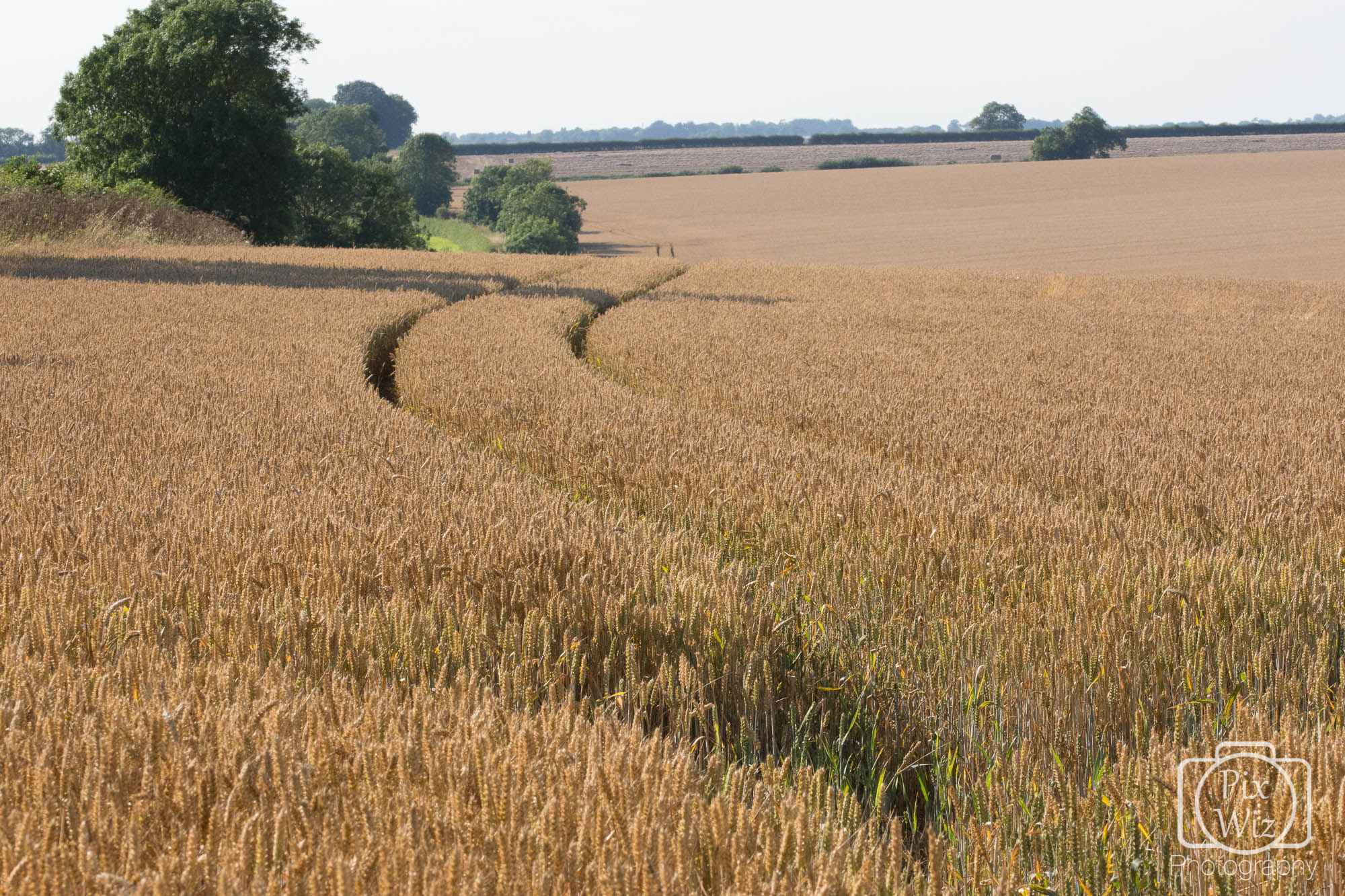 Track through wheat field