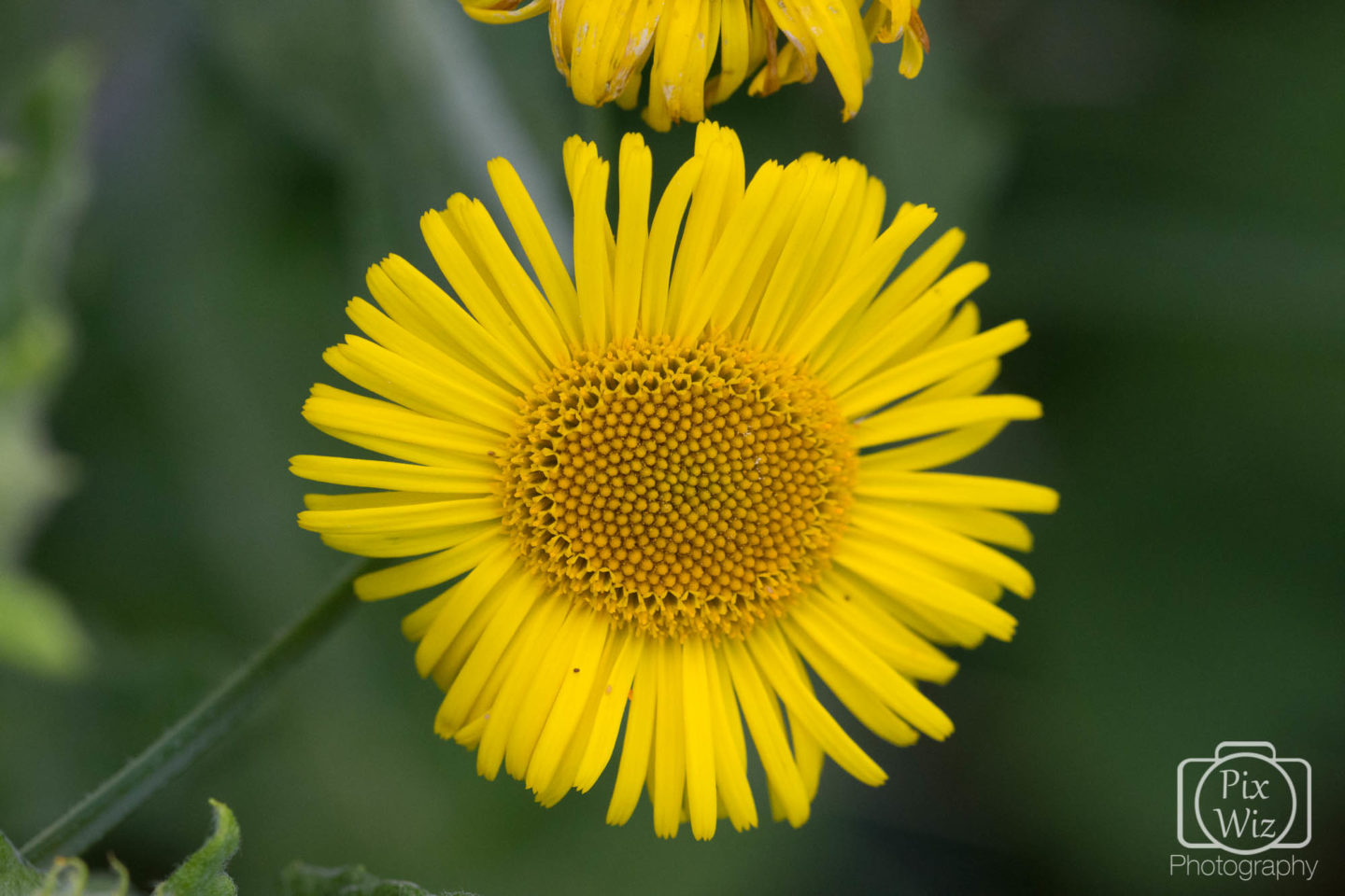 Giant Yellow Daisy