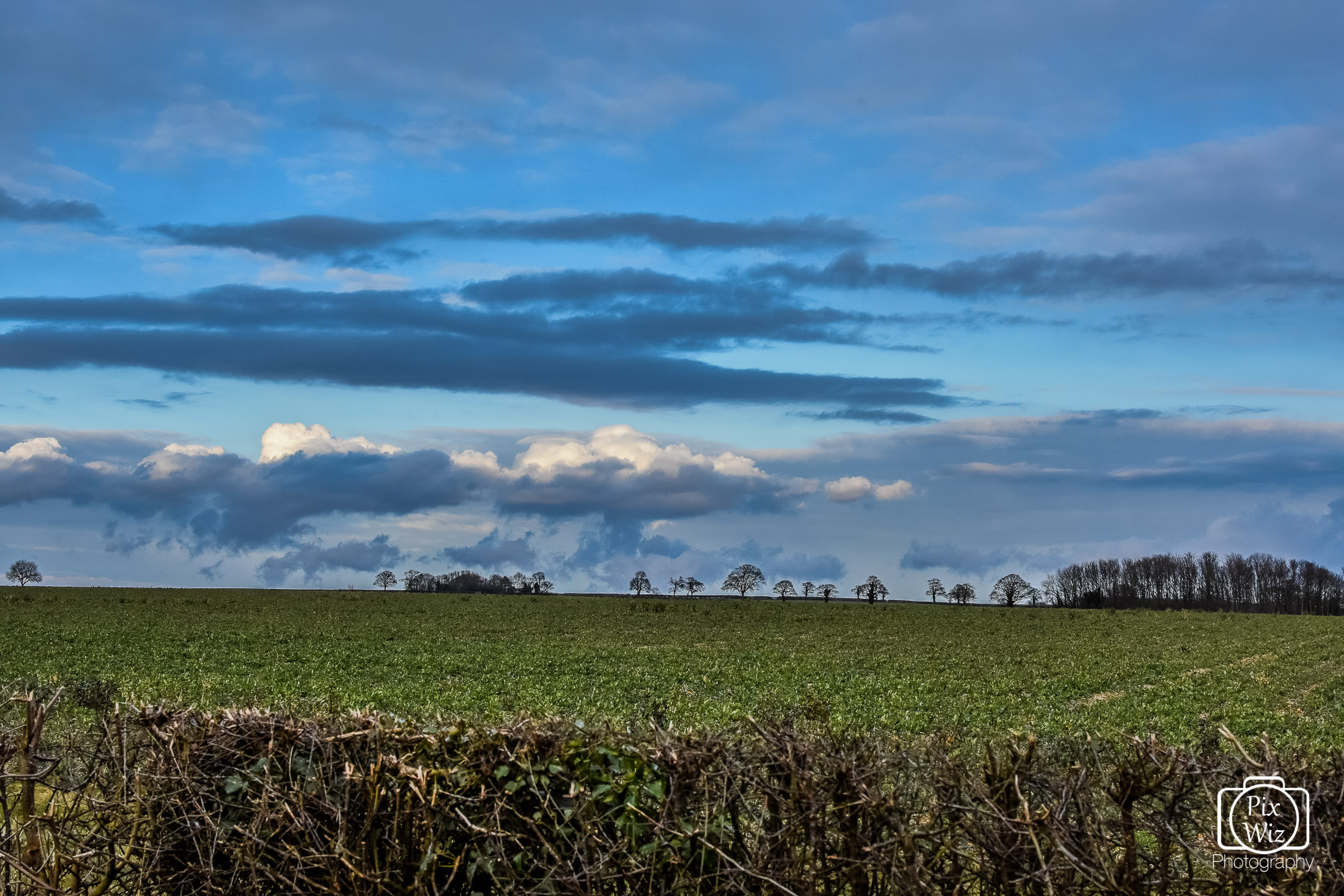 Planted Lincolnshire Field