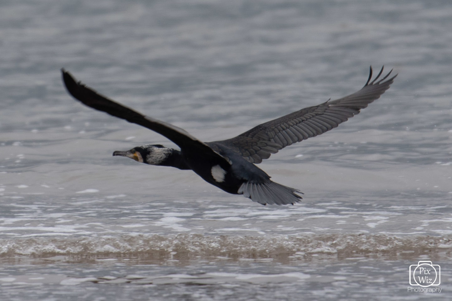 Cormorant