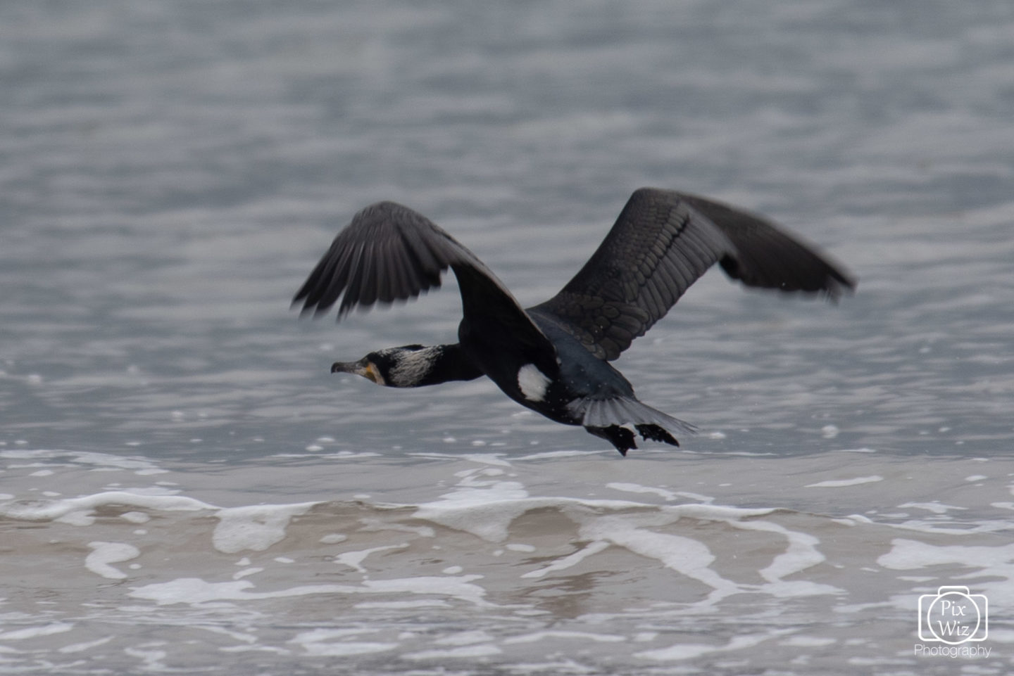 Cormorant