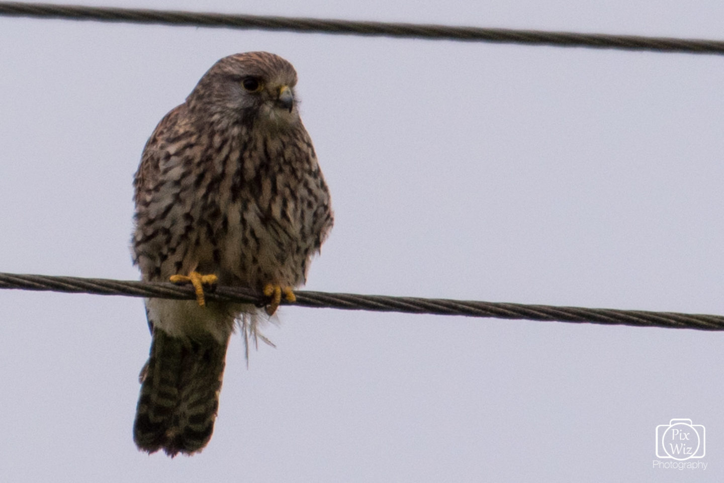 Kestrel