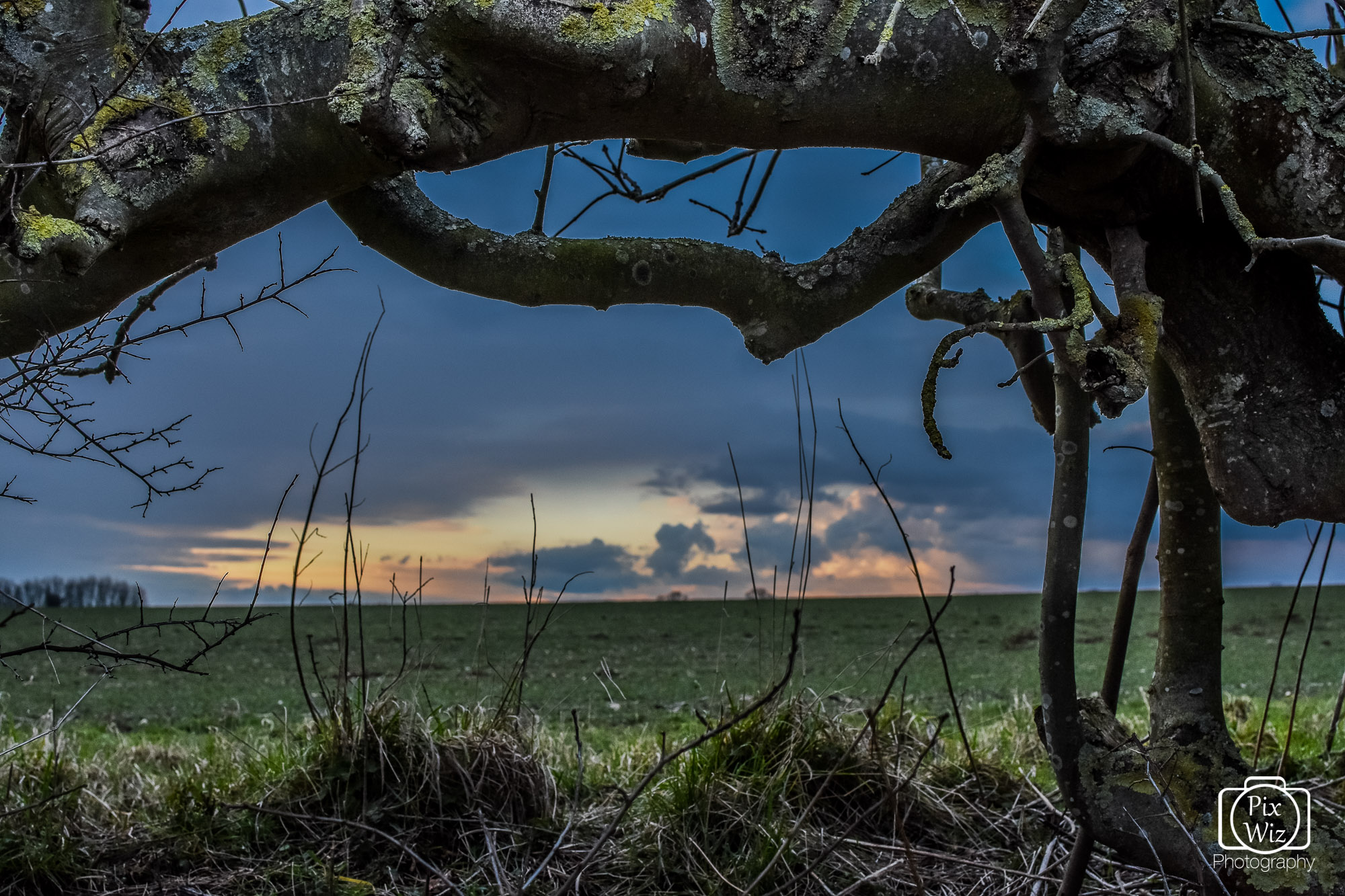 Sunset Through a Hedge