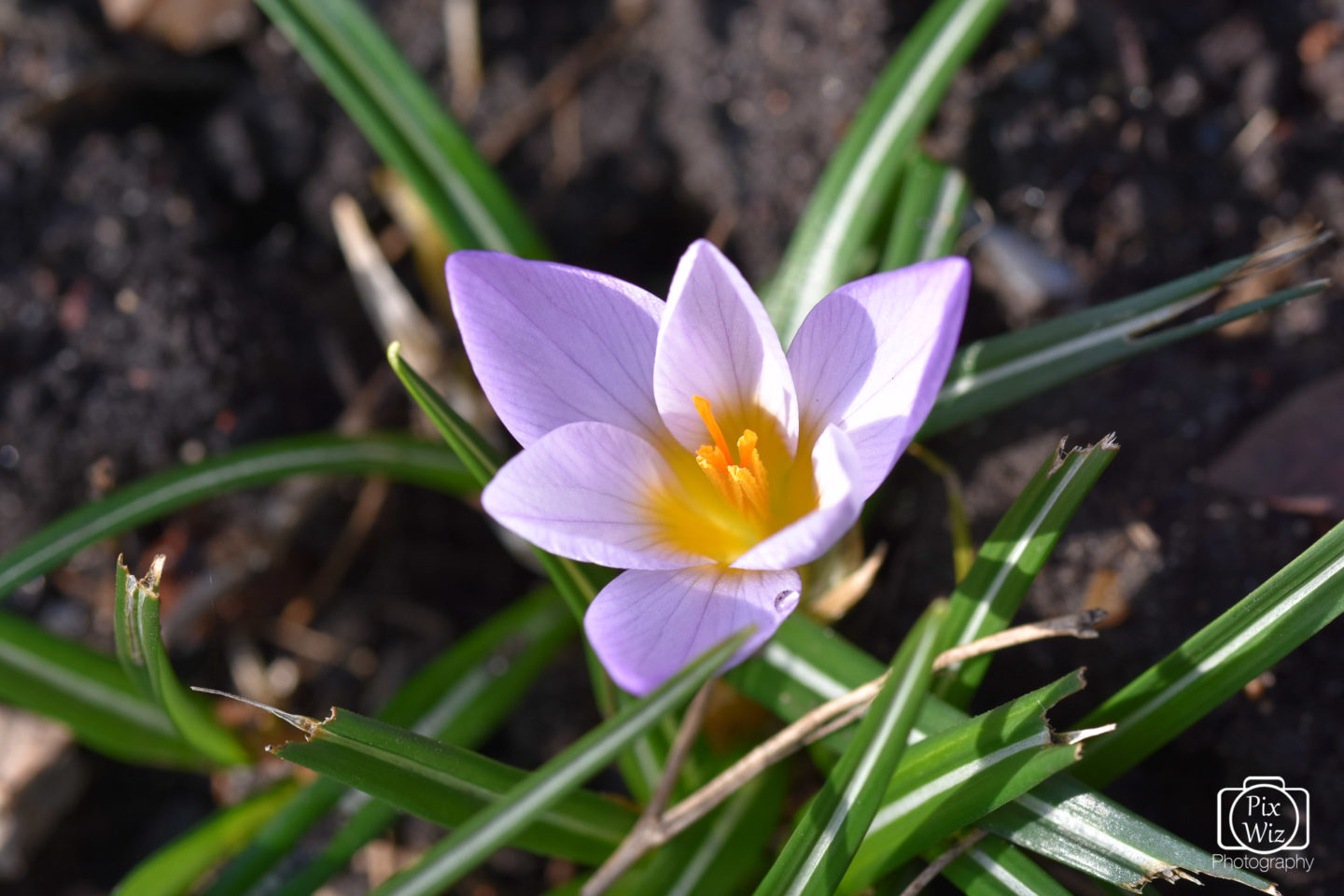 Crocus