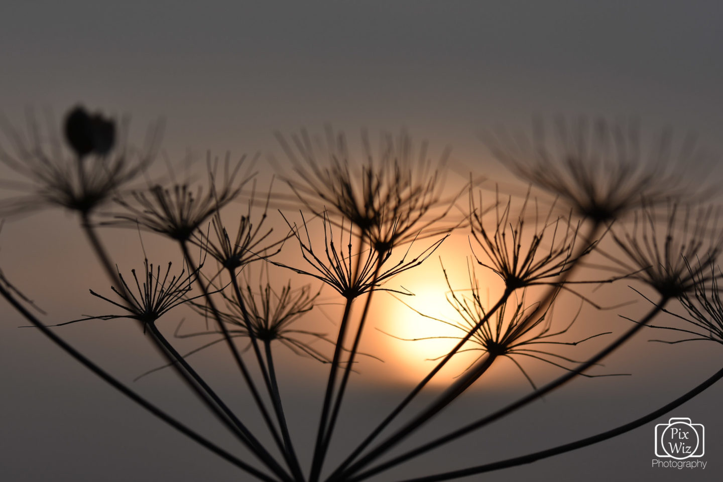 Wilted Cow Parsley at Sunset