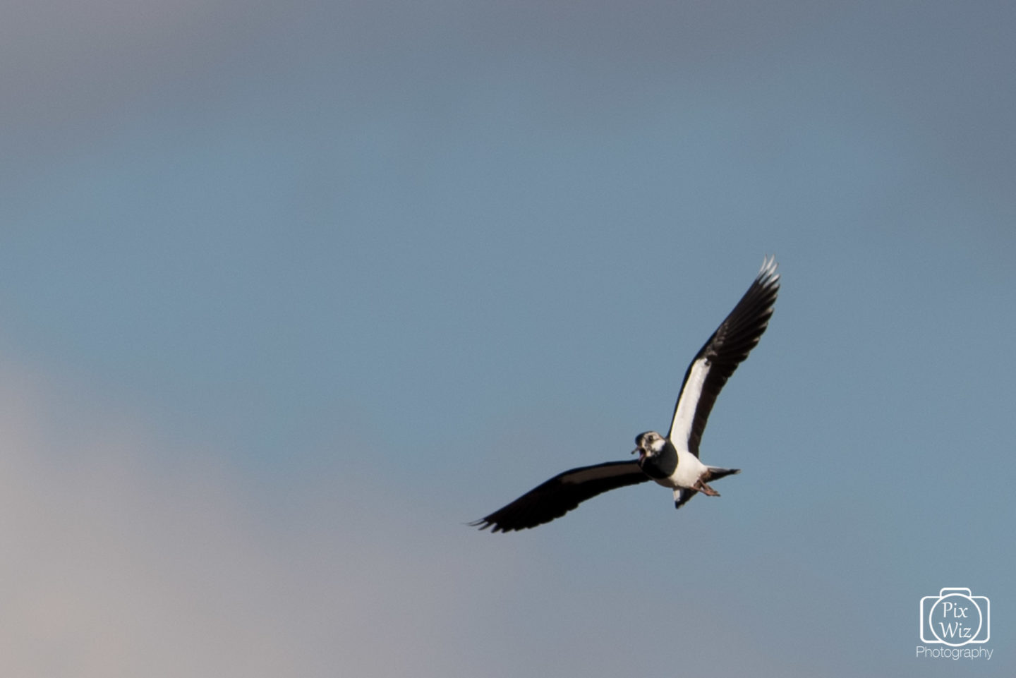 Lapwing