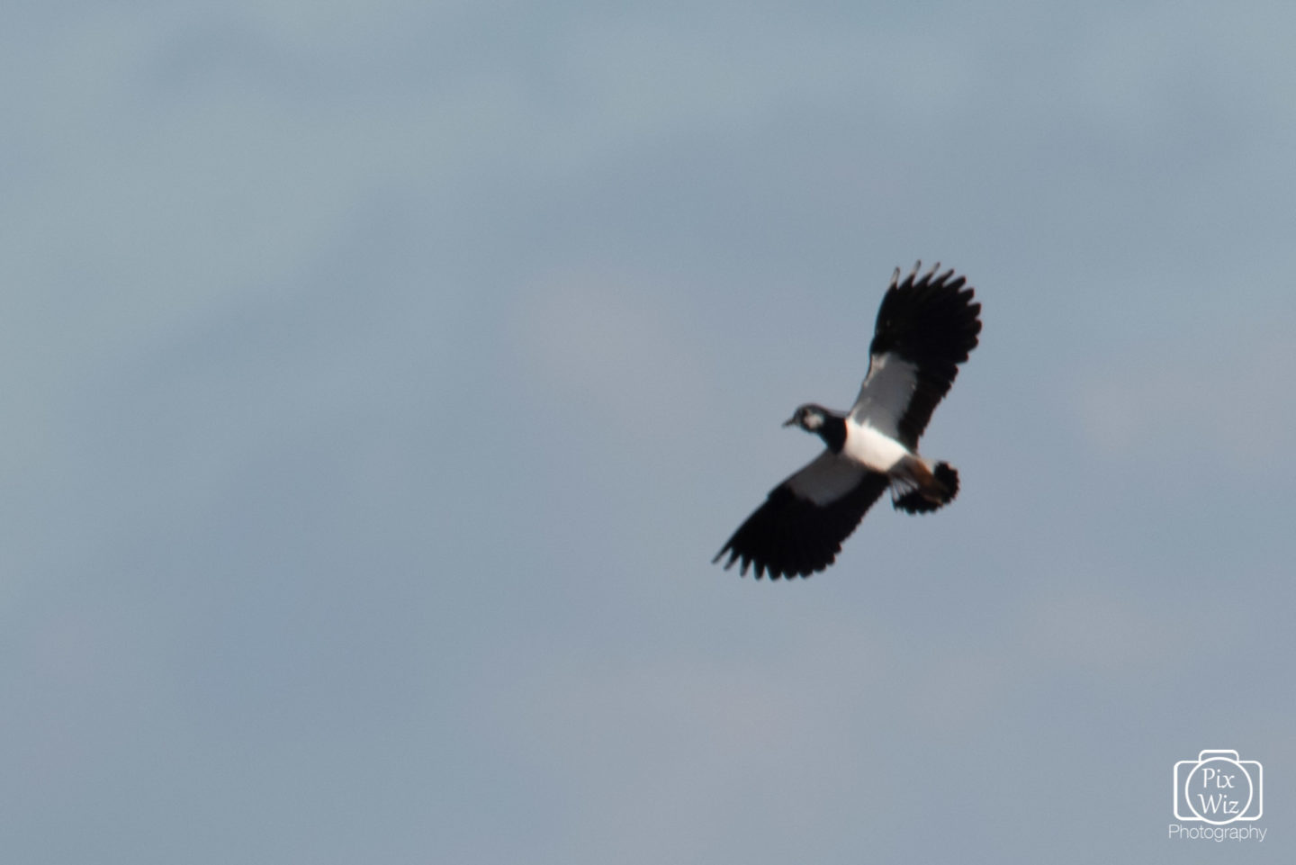 Lapwing