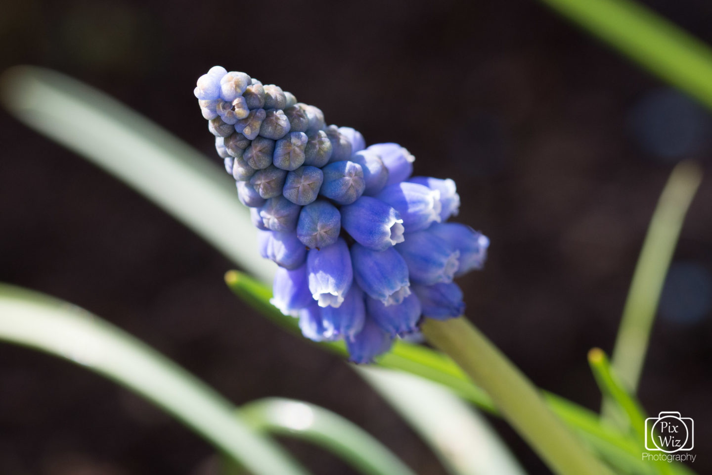 Grape Hyacinth