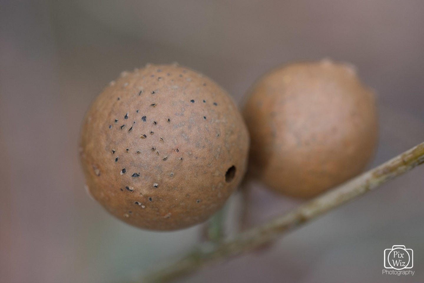 Seed pod