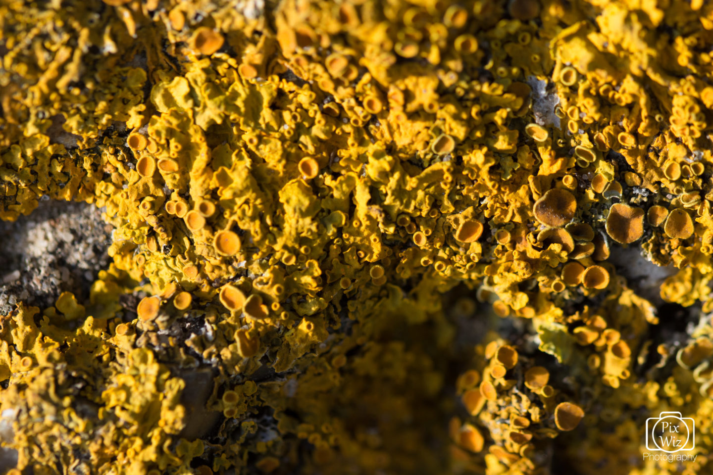 Macro Yellow Lichen