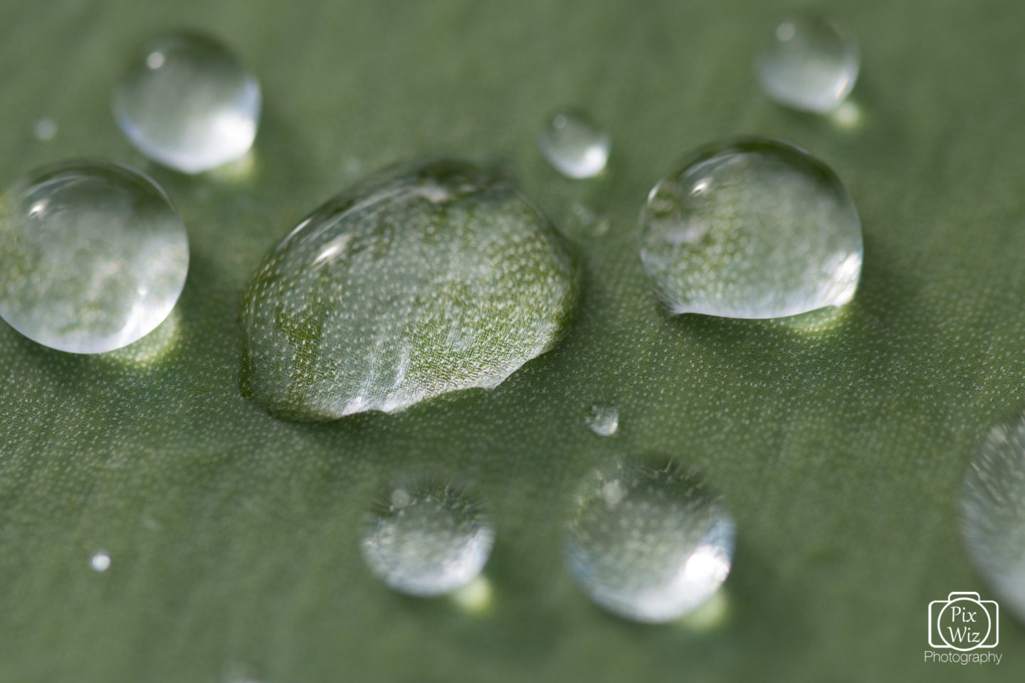 Water On A Leaf