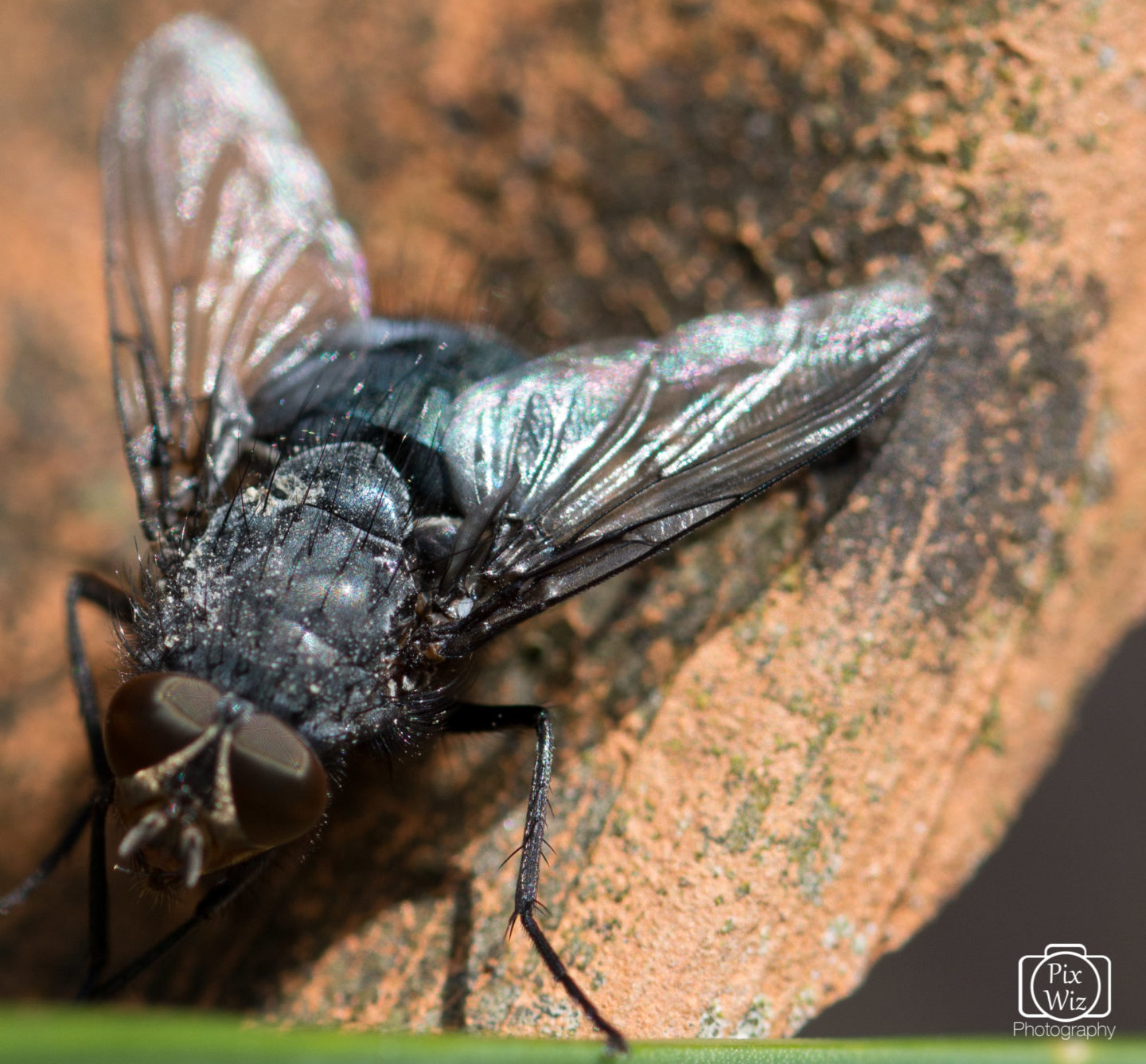 Macro Fly