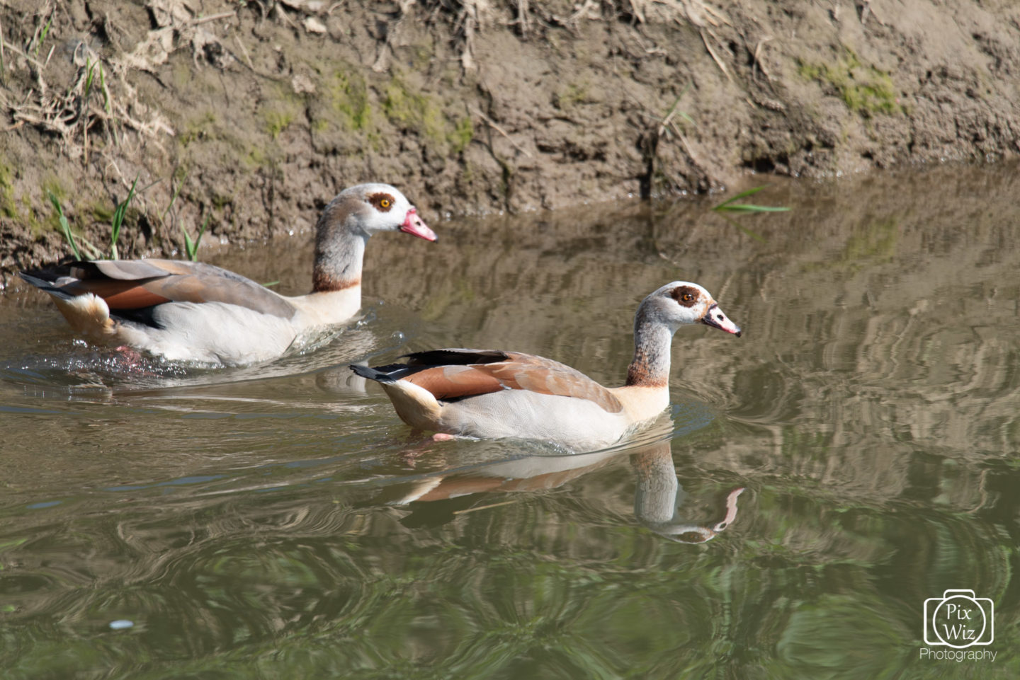 Egyptian Geese