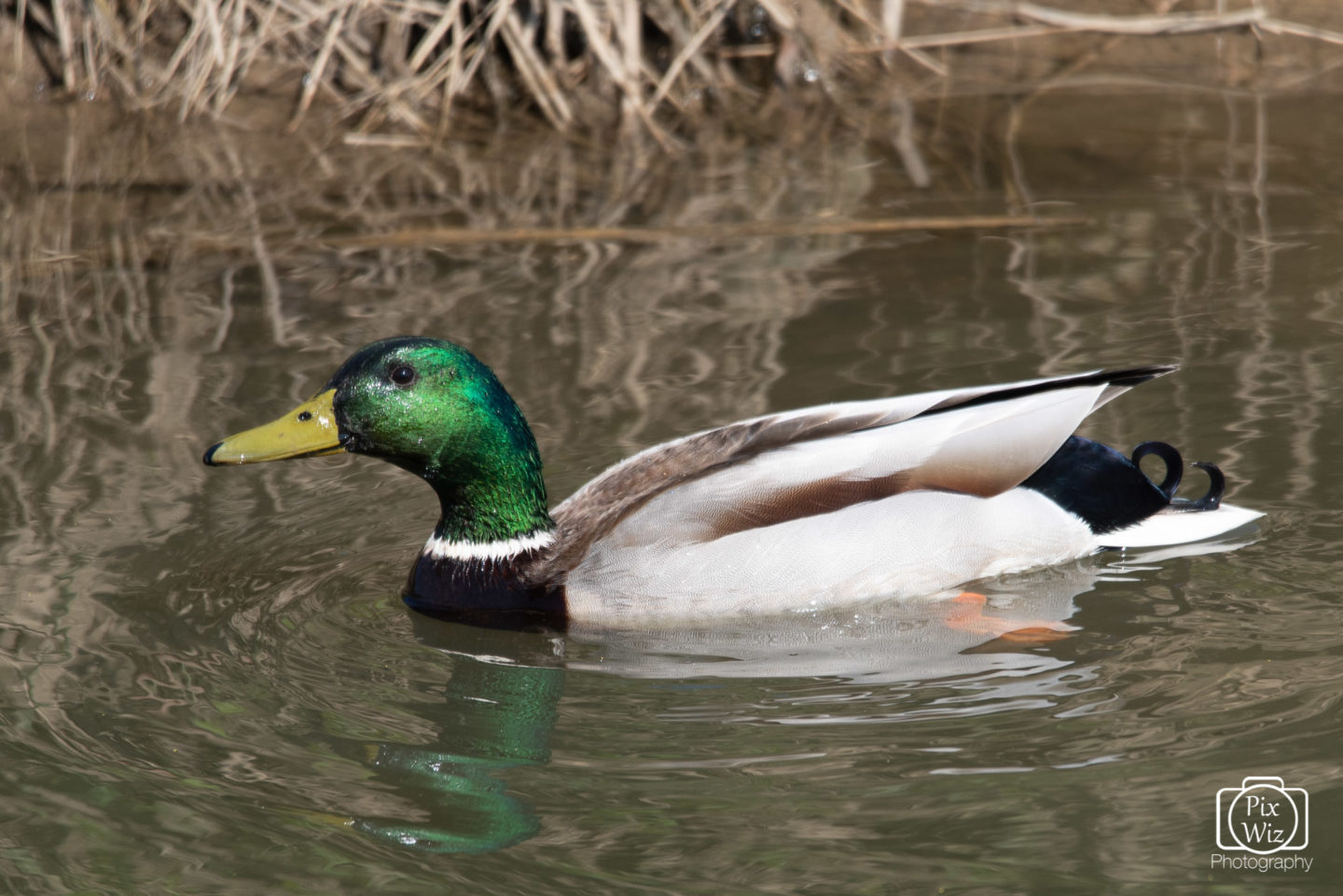 Mallard