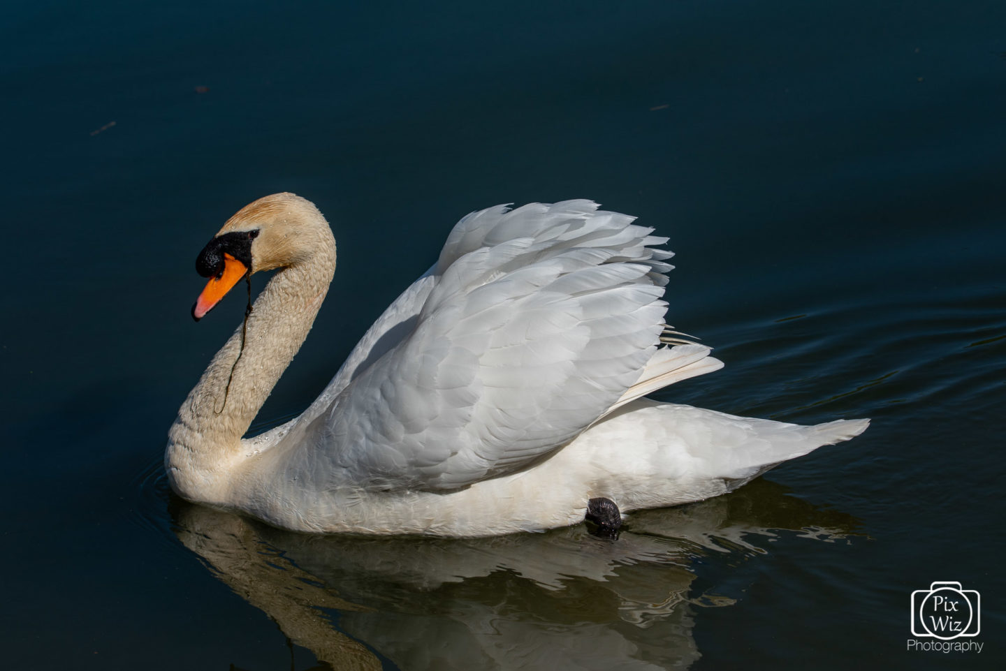 Swan