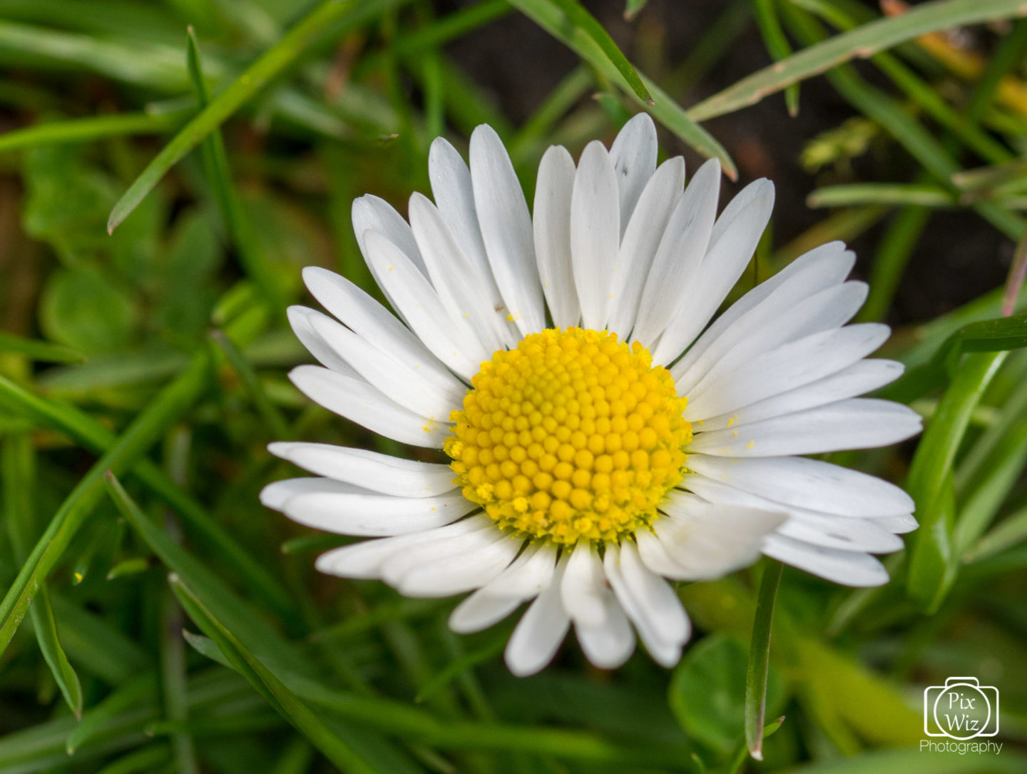 Macro Daisy