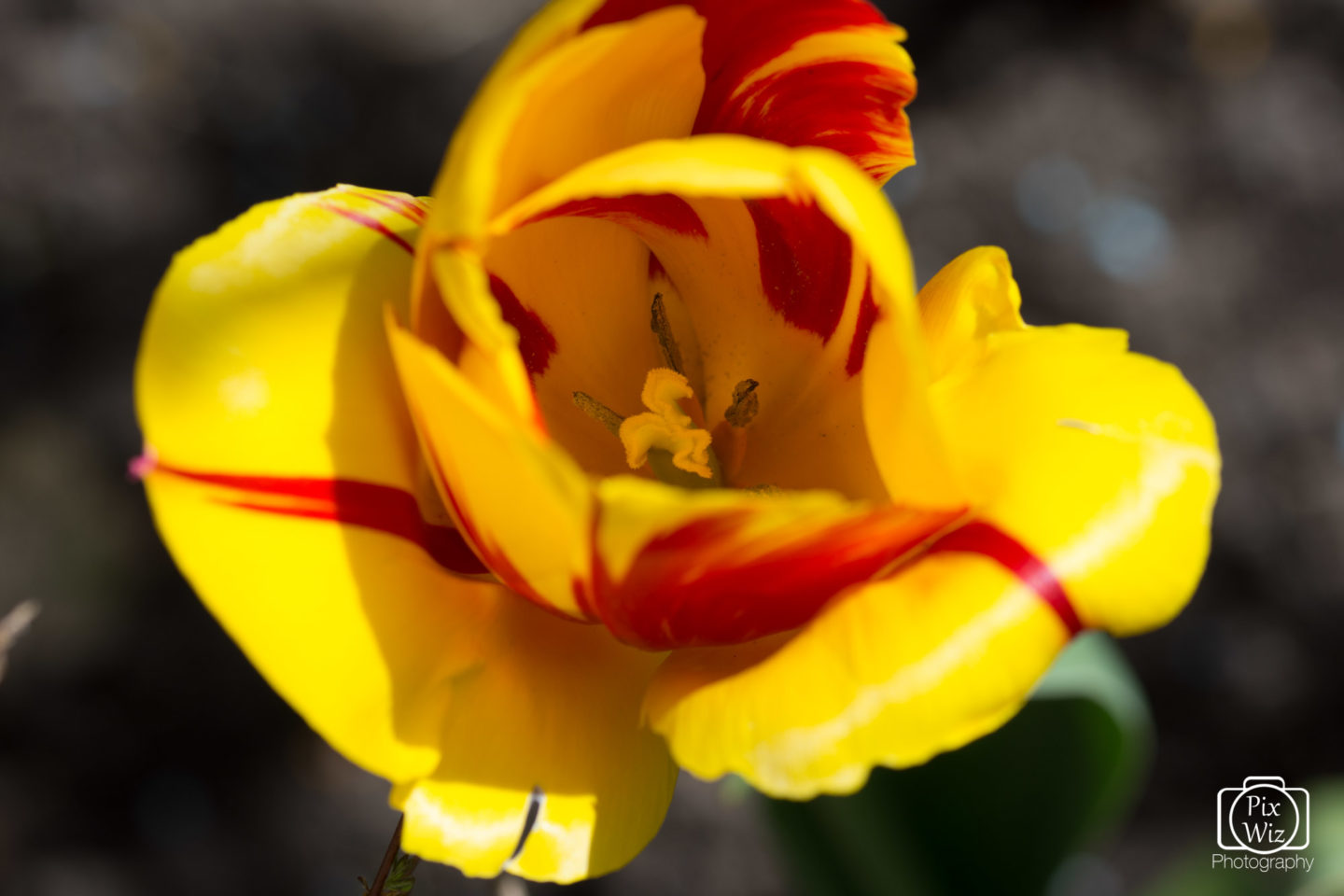 Tulip