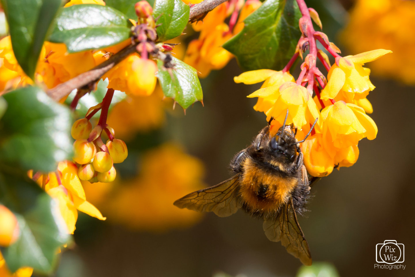 Pollinating Bee